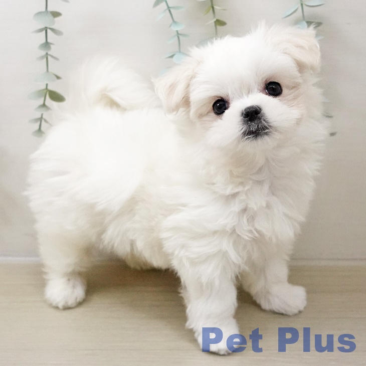 神奈川県のマルチーズ (ペッツワン 横須賀久里浜店/2025年10月17日生まれ/女の子/ホワイト)の子犬の1枚目の画像