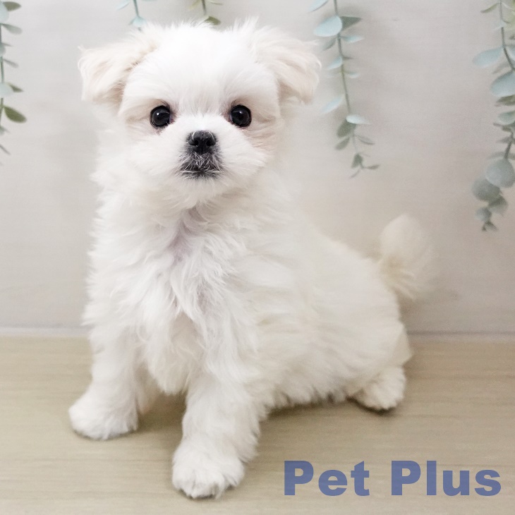 神奈川県のマルチーズ (ペッツワン 横須賀久里浜店/2025年10月17日生まれ/女の子/ホワイト)の子犬の2枚目の画像