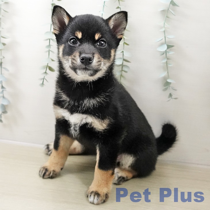 長野県の柴犬(標準サイズ) (ペットプラス 長野店/2025年10月17日生まれ/男の子/黒)の子犬の1枚目の画像