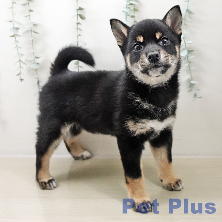 長野県の柴犬(標準サイズ) (ペットプラス 長野店/2025年10月17日生まれ/男の子/黒)の子犬の2枚目の画像