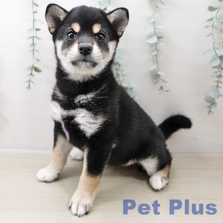 群馬県の柴犬(標準サイズ) (ペットプラス イオンモール太田店/2025年10月17日生まれ/女の子/黒)の子犬