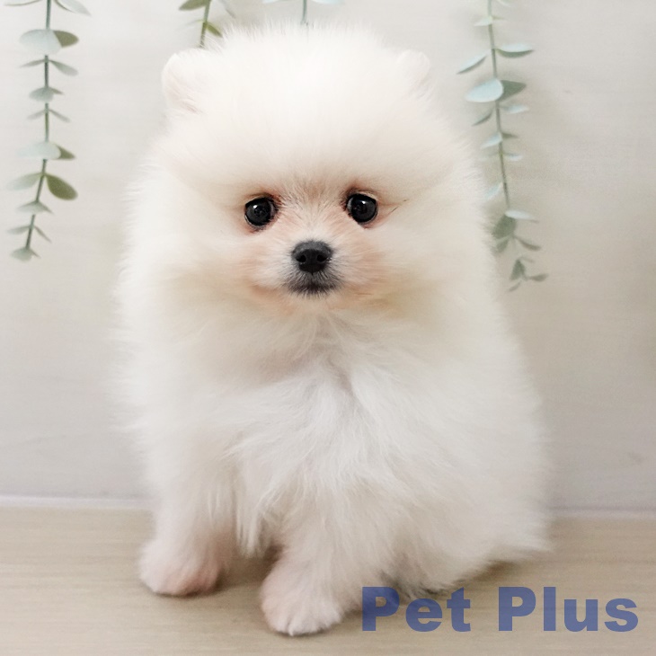 ポメラニアンの写真2