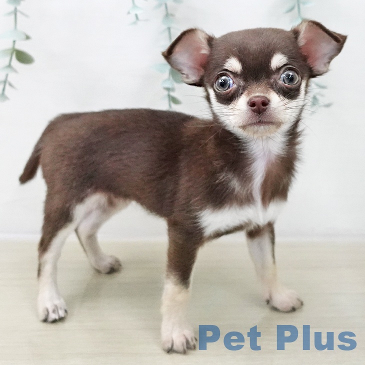 埼玉県のチワワ(ロング) (ペットプラス 浦和美園店/2025年10月18日生まれ/女の子/チョコレートタン)の子犬の1枚目の画像