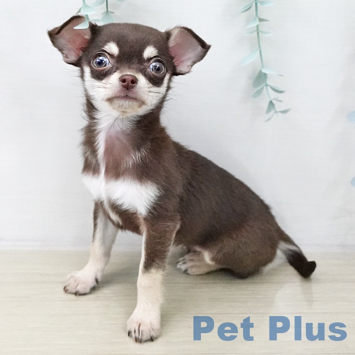 埼玉県のチワワ(ロング) (ペットプラス 浦和美園店/2025年10月18日生まれ/女の子/チョコレートタン)の子犬の2枚目の画像