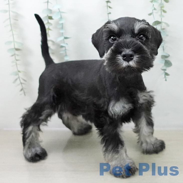 千葉県のミニチュアシュナウザー (ペッツワン 千葉ニュータウン店/2025年10月19日生まれ/男の子/ブラックシルバー)の子犬の1枚目の画像