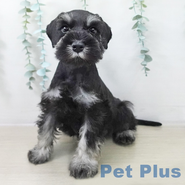 千葉県のミニチュアシュナウザー (ペッツワン 千葉ニュータウン店/2025年10月19日生まれ/男の子/ブラックシルバー)の子犬の2枚目の画像