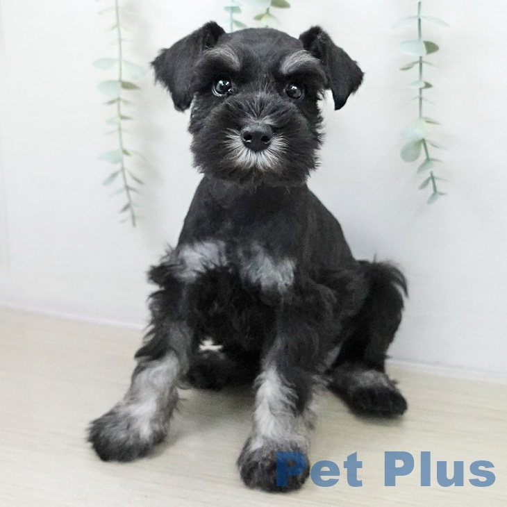 千葉県のミニチュアシュナウザー (ペットプラス 木更津店/2025年10月19日生まれ/女の子/ブラックシルバー)の子犬