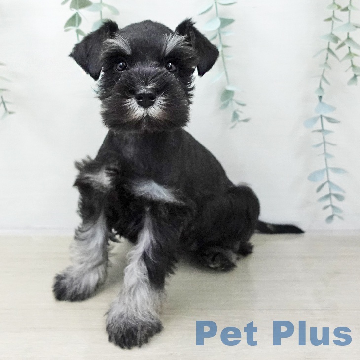 神奈川県のミニチュアシュナウザー (ペットプラス ゆめが丘ソラトス店/2025年10月19日生まれ/女の子/ブラックシルバー)の子犬の1枚目の画像