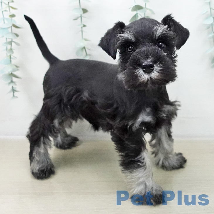 神奈川県のミニチュアシュナウザー (ペットプラス ゆめが丘ソラトス店/2025年10月19日生まれ/女の子/ブラックシルバー)の子犬の2枚目の画像