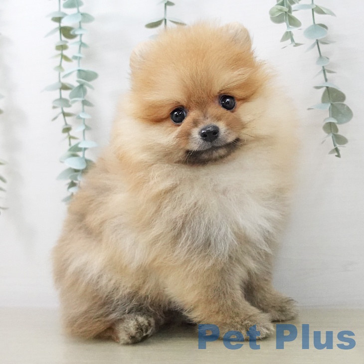 埼玉県のポメラニアン (ペッツワン 吉川美南店/2025年10月19日生まれ/男の子/オレンジ)の子犬の1枚目の画像