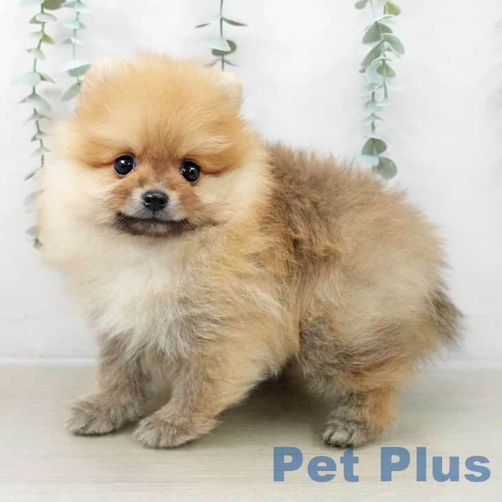 埼玉県のポメラニアン (ペッツワン 吉川美南店/2025年10月19日生まれ/男の子/オレンジ)の子犬の2枚目の画像