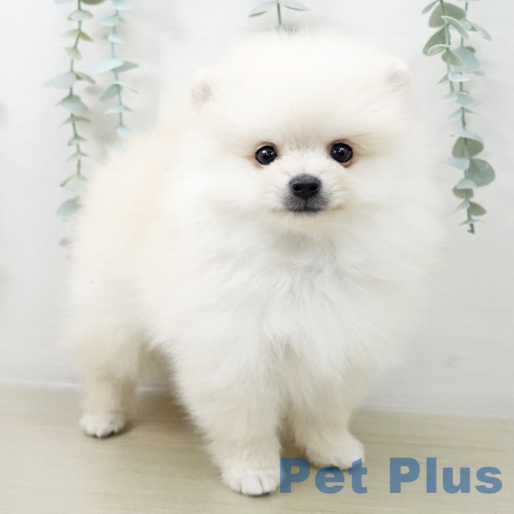 埼玉県のポメラニアン (ペットプラス 浦和美園店/2025年10月19日生まれ/男の子/クリーム)の子犬の1枚目の画像