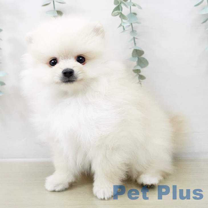 埼玉県のポメラニアン (ペットプラス 浦和美園店/2025年10月19日生まれ/男の子/クリーム)の子犬の2枚目の画像