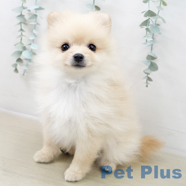 ポメラニアンの写真2