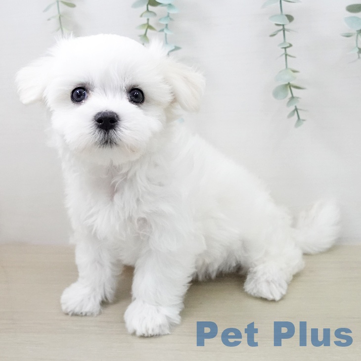 東京都のマルチーズ (ペッツワン 南砂町SUNAMO店/2025年10月19日生まれ/男の子/ホワイト)の子犬の2枚目の画像