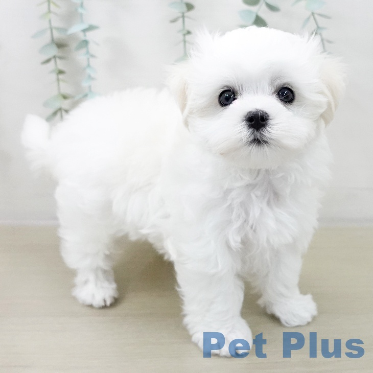神奈川県のマルチーズ (ペットプラス 湘南平塚店/2025年10月19日生まれ/男の子/ホワイト)の子犬の1枚目の画像