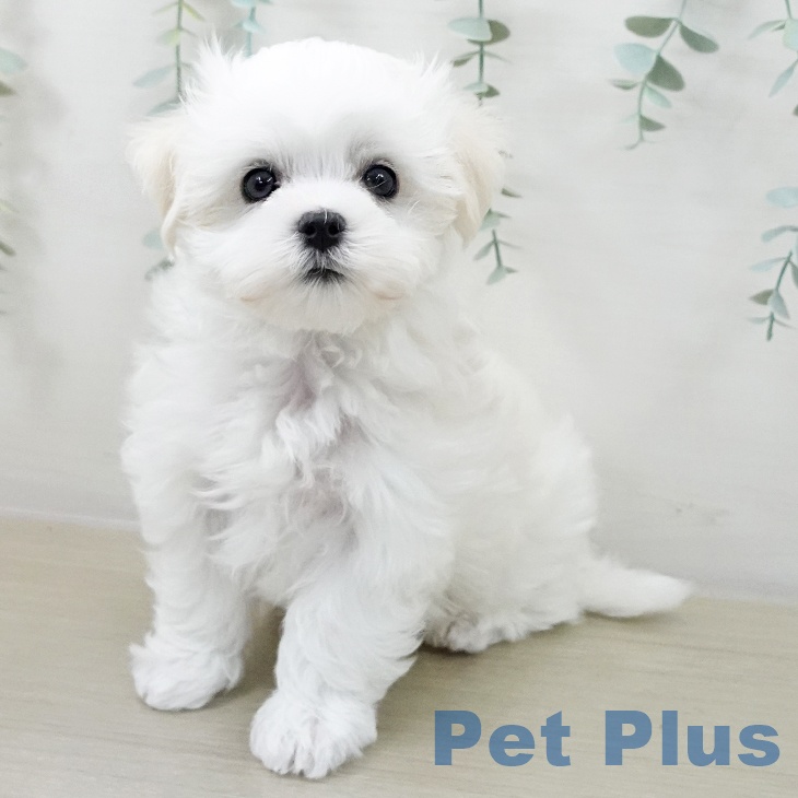 神奈川県のマルチーズ (ペットプラス 湘南平塚店/2025年10月19日生まれ/男の子/ホワイト)の子犬の2枚目の画像