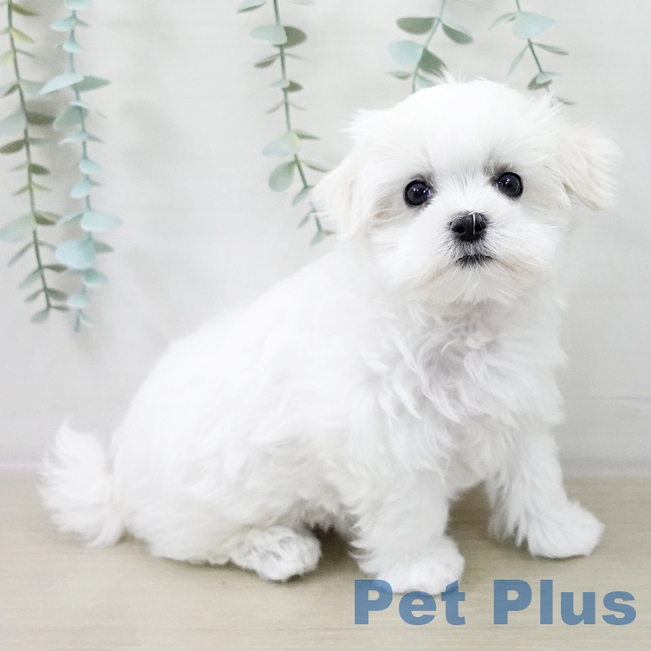 埼玉県のマルチーズ (ペットプラス ピオニウォーク東松山店/2025年10月19日生まれ/女の子/ホワイト)の子犬の1枚目の画像