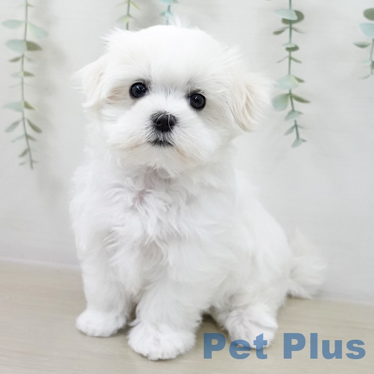 埼玉県のマルチーズ (ペットプラス ピオニウォーク東松山店/2025年10月19日生まれ/女の子/ホワイト)の子犬の2枚目の画像