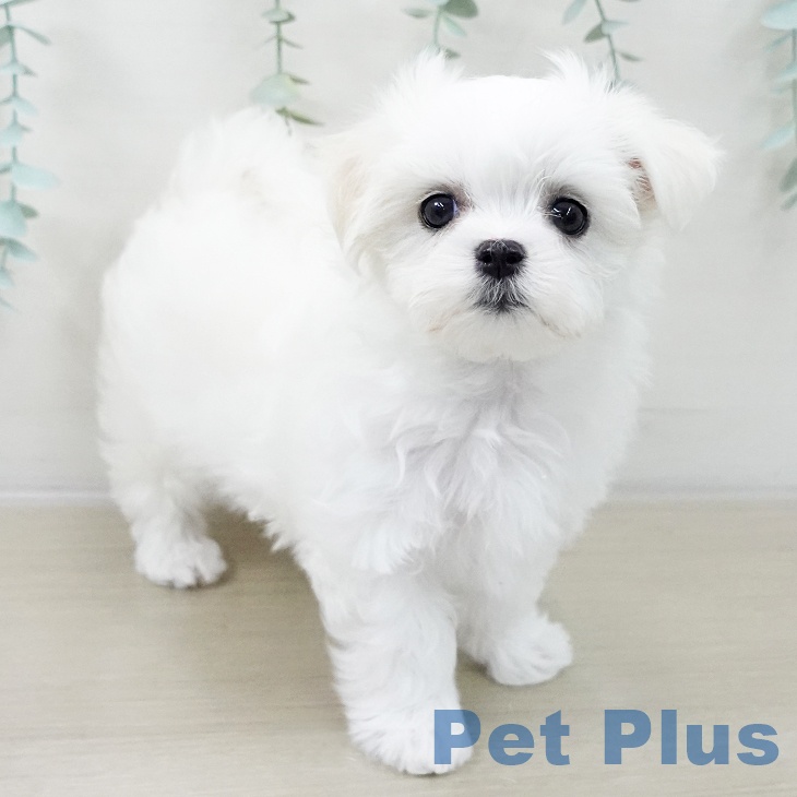 千葉県のマルチーズ (ペットプラス コトエ流山おおたかの森店/2025年10月19日生まれ/女の子/ホワイト)の子犬の1枚目の画像