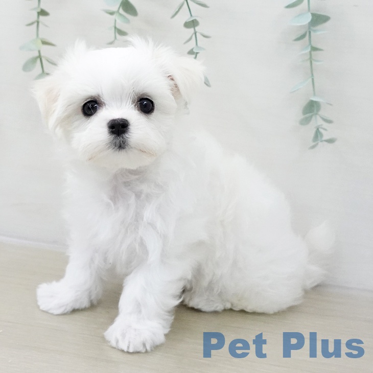千葉県のマルチーズ (ペットプラス コトエ流山おおたかの森店/2025年10月19日生まれ/女の子/ホワイト)の子犬の2枚目の画像