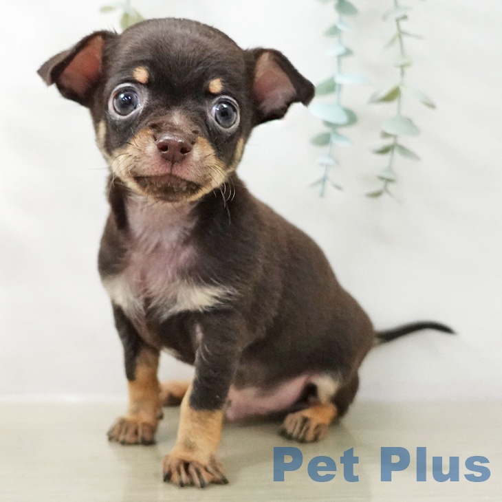 福島県のチワワ(ロング) (ペットプラス 福島店/2025年10月21日生まれ/男の子/チョコレートタン)の子犬の1枚目の画像