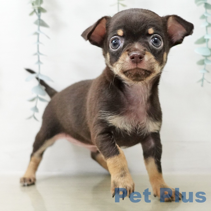 福島県のチワワ(ロング) (ペットプラス 福島店/2025年10月21日生まれ/男の子/チョコレートタン)の子犬の2枚目の画像