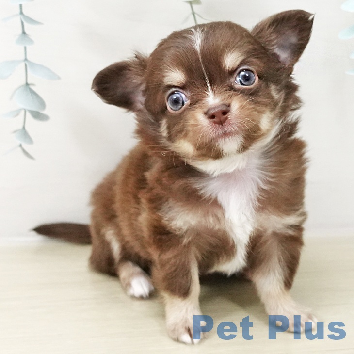 茨城県のチワワ(ロング) (ペットプラス つくば店/2025年10月22日生まれ/男の子/チョコレートタンホワイト)の子犬の1枚目の画像