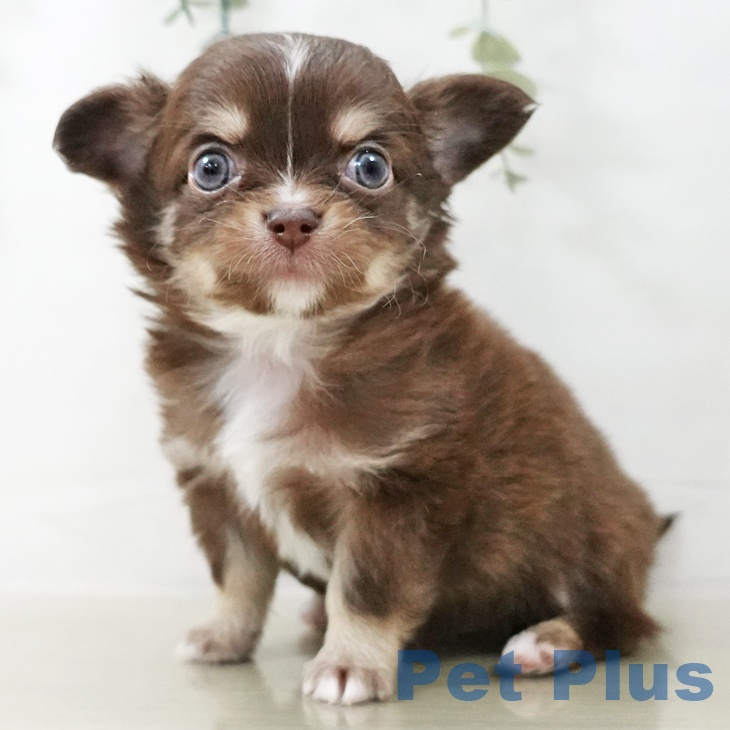 茨城県のチワワ(ロング) (ペットプラス つくば店/2025年10月22日生まれ/男の子/チョコレートタンホワイト)の子犬の2枚目の画像