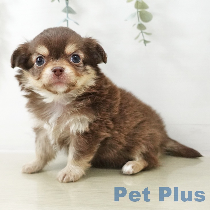 埼玉県のチワワ(ロング) (ペットプラス ららぽーと富士見店/2025年10月22日生まれ/男の子/チョコレートタンホワイト)の子犬の1枚目の画像