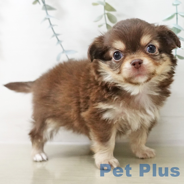 埼玉県のチワワ(ロング) (ペットプラス ららぽーと富士見店/2025年10月22日生まれ/男の子/チョコレートタンホワイト)の子犬の2枚目の画像