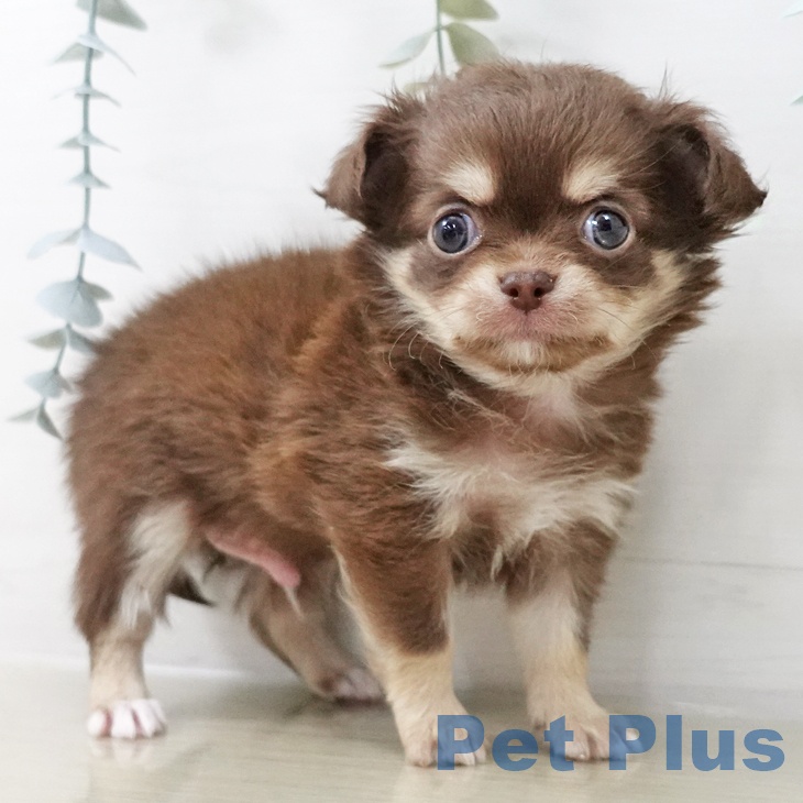 長野県のチワワ(ロング) (ペットプラス 松本店/2025年10月22日生まれ/男の子/チョコレートタンホワイト)の子犬の1枚目の画像