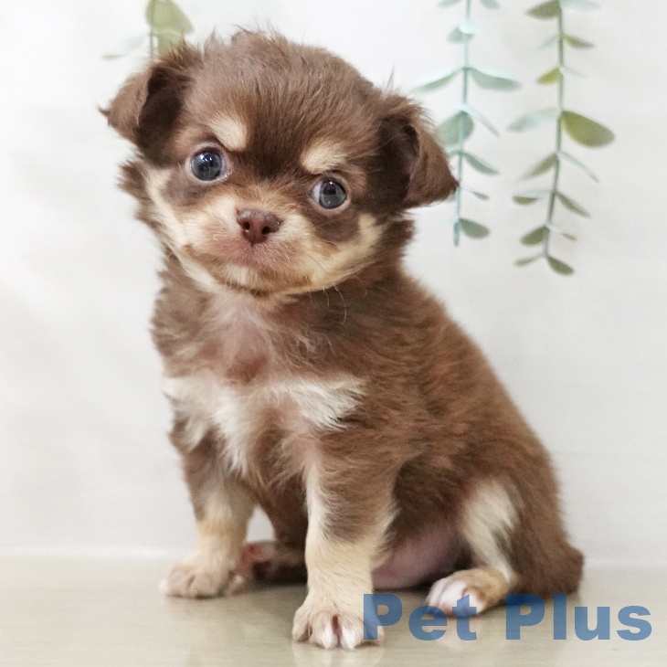 長野県のチワワ(ロング) (ペットプラス 松本店/2025年10月22日生まれ/男の子/チョコレートタンホワイト)の子犬の2枚目の画像