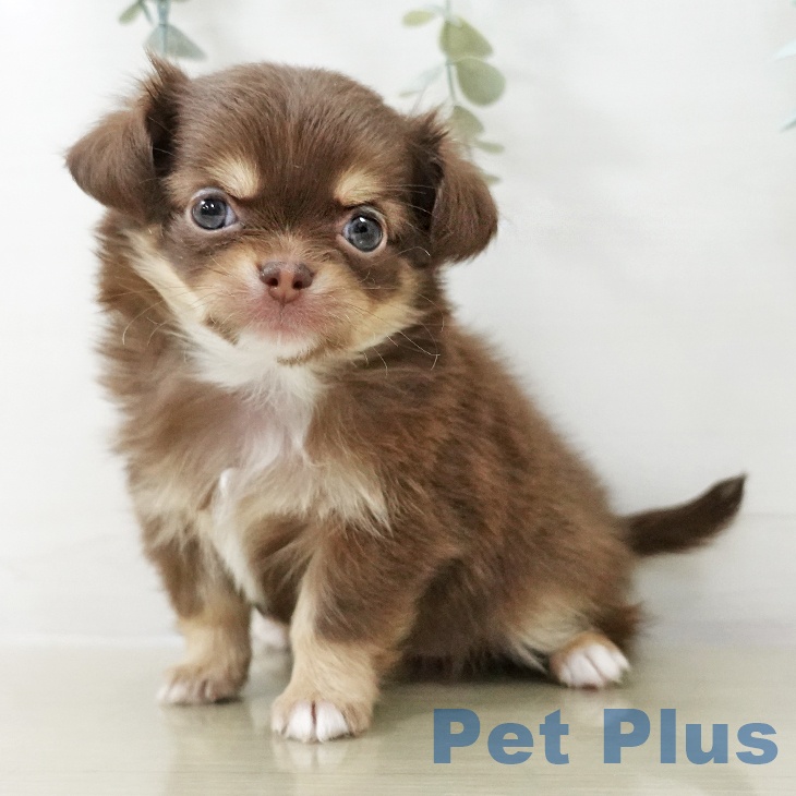 東京都のチワワ(ロング) (ペットプラス アクアシティお台場店/2025年10月22日生まれ/女の子/チョコレートタン)の子犬の1枚目の画像