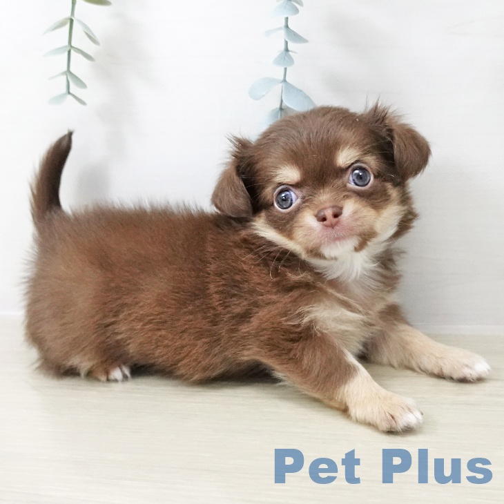 東京都のチワワ(ロング) (ペットプラス アクアシティお台場店/2025年10月22日生まれ/女の子/チョコレートタン)の子犬の2枚目の画像