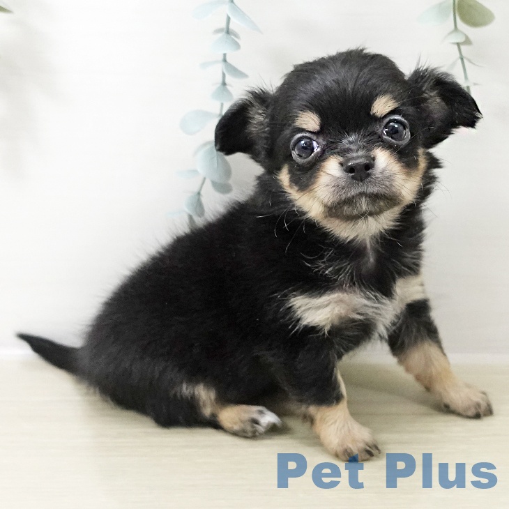 神奈川県のチワワ(ロング) (ペットプラス テラスモール湘南店/2025年10月22日生まれ/女の子/ブラックタン)の子犬の2枚目の画像