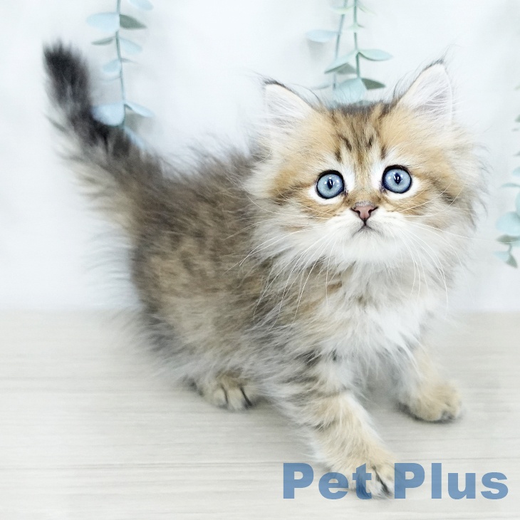 埼玉県のペルシャ (ペットプラス 浦和美園店/2025年10月21日生まれ/男の子/チンチラゴールデン)の子猫の1枚目の画像