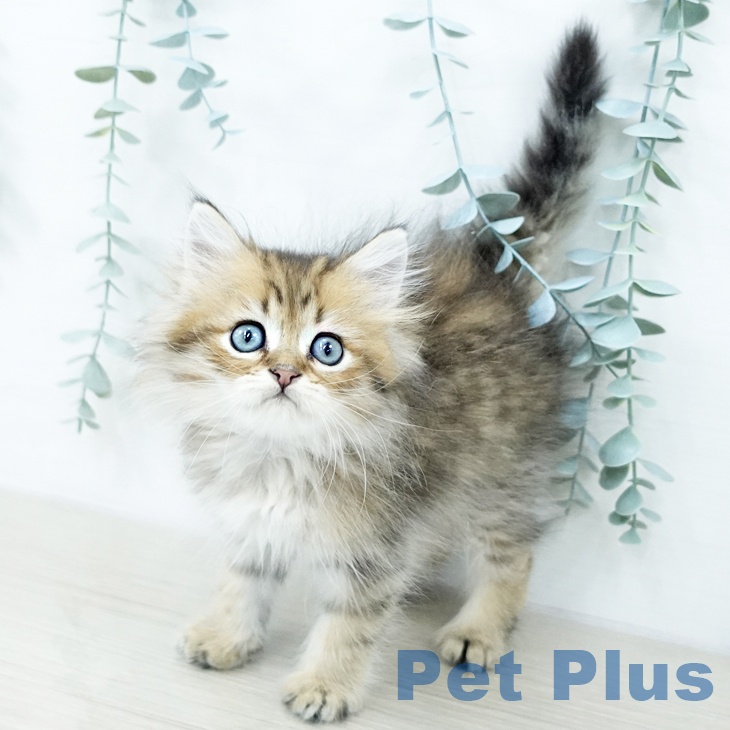 埼玉県のペルシャ (ペットプラス 浦和美園店/2025年10月21日生まれ/男の子/チンチラゴールデン)の子猫の2枚目の画像