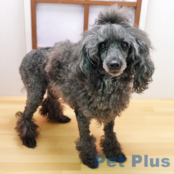 トイ・プードルの写真2