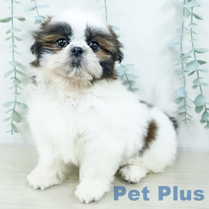 茨城県のシーズー (ペッツワン 古河店/2025年10月20日生まれ/女の子/ホワイトゴールド)の子犬の1枚目の画像