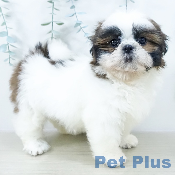 茨城県のシーズー (ペッツワン 古河店/2025年10月20日生まれ/女の子/ホワイトゴールド)の子犬の2枚目の画像