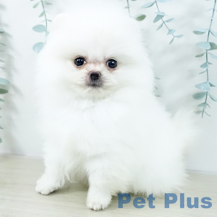 埼玉県のポメラニアン (ペットプラス ららぽーと新三郷店/2025年10月18日生まれ/男の子/ホワイト)の子犬の1枚目の画像