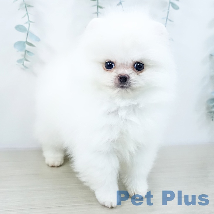 埼玉県のポメラニアン (ペットプラス ららぽーと新三郷店/2025年10月18日生まれ/男の子/ホワイト)の子犬の2枚目の画像