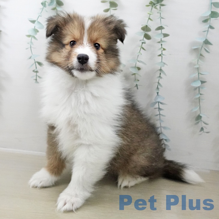 シェットランド・シープドッグの写真2