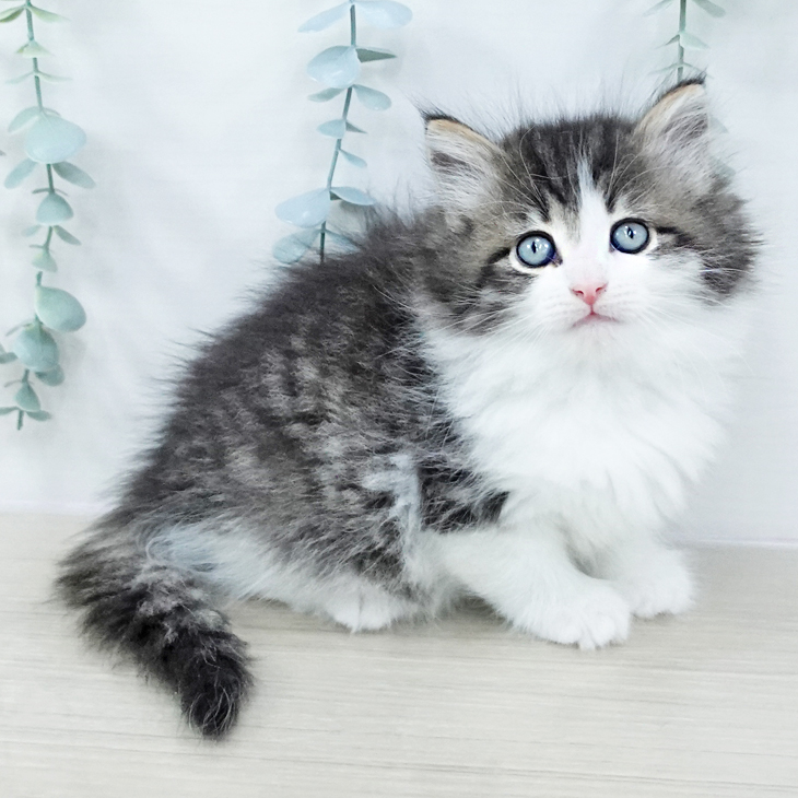 岩手県のノルウェージャンフォレストキャット (ペットプラス 盛岡南店/2025年10月24日生まれ/女の子/ブラウンタビーホワイト)の子猫の1枚目の画像