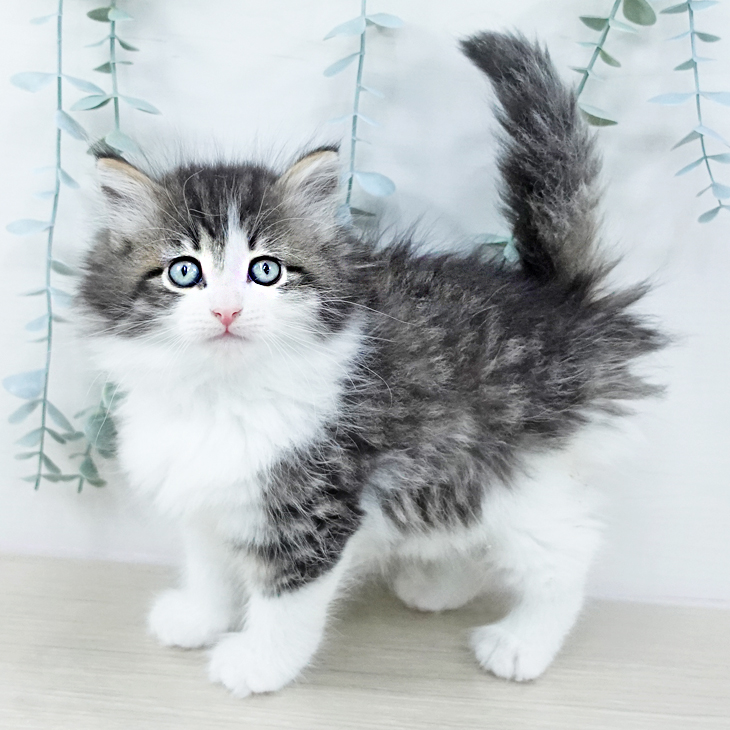 岩手県のノルウェージャンフォレストキャット (ペットプラス 盛岡南店/2025年10月24日生まれ/女の子/ブラウンタビーホワイト)の子猫の2枚目の画像