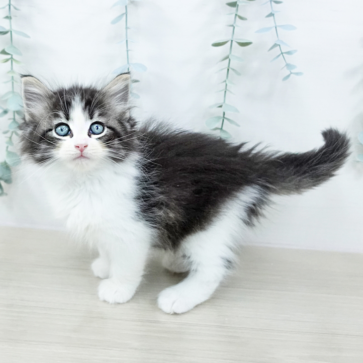 ノルウェージャンフォレストキャット