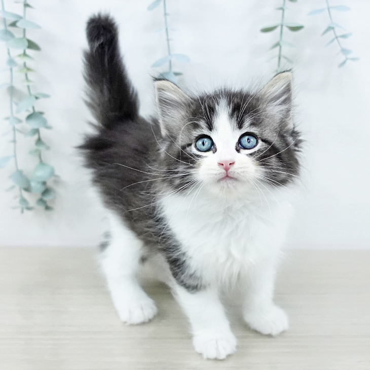 ノルウェージャンフォレストキャットの写真2