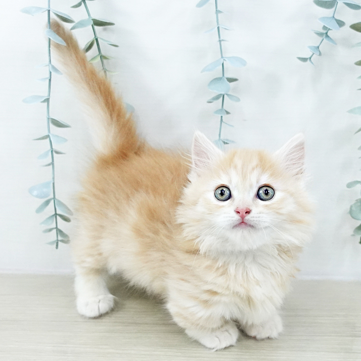 神奈川県のマンチカン (ペットプラス 湘南平塚店/2025年10月24日生まれ/男の子/レッドタビー)の子猫の1枚目の画像