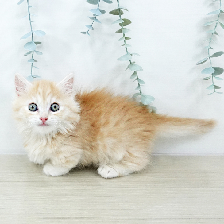 神奈川県のマンチカン (ペットプラス 湘南平塚店/2025年10月24日生まれ/男の子/レッドタビー)の子猫の2枚目の画像